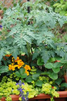 Mixed veggie container garden.jpeg
